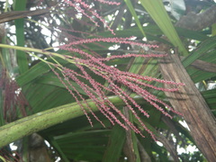 Roscheria melanochaetes