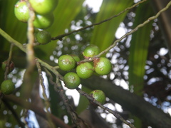 Roscheria melanochaetes