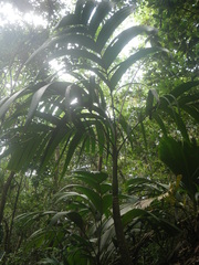 Roscheria melanochaetes