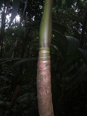 Roscheria melanochaetes