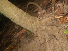 Roscheria melanochaetes