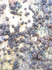 Helicogloea exigua