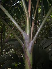 Roscheria melanochaetes