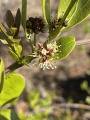 Combretum nelsonii