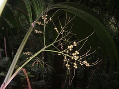 Roscheria melanochaetes