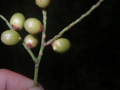 Roscheria melanochaetes