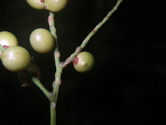 Roscheria melanochaetes