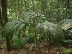 Roscheria melanochaetes