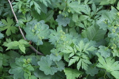 Alchemilla lindbergiana
