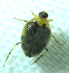 Peltodytes edentulus