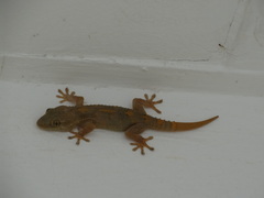Tarentola senegambiae
