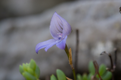 Disa maculata