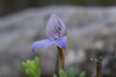 Disa maculata