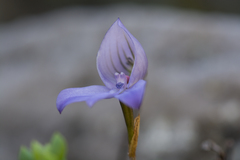 Disa maculata