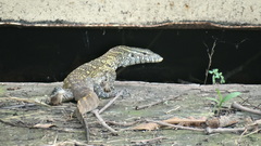 Varanus niloticus