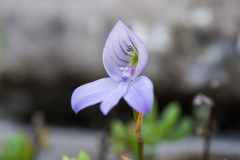 Disa maculata