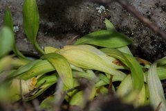 Disa maculata