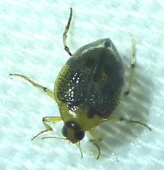 Peltodytes edentulus