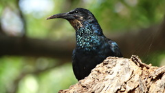 Phoeniculus purpureus