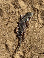 Ichnotropis capensis