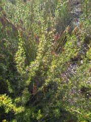 Cliffortia pterocarpa