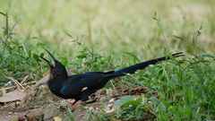 Phoeniculus purpureus