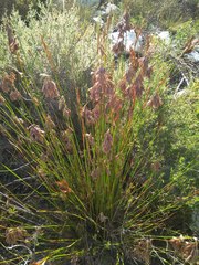 Thamnochortus lucens