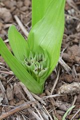 Colchicum natalense