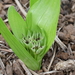 Colchicum natalense - Photo 由 Richard Boon 所上傳的 (c) Richard Boon，保留部份權利CC BY-NC