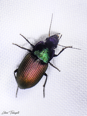 Neoaulacoryssus speciosus