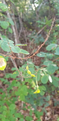 Desmodium orbiculare