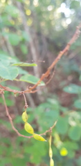 Desmodium orbiculare