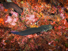 Ophioblennius atlanticus