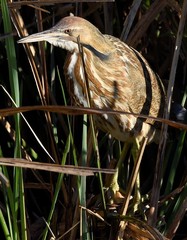 Botaurus lentiginosus image