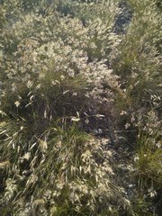 Pentameris curvifolia