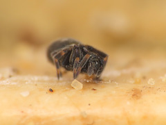 Nurscia albomaculata