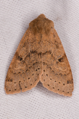 Orthosia arthrolita