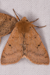Orthosia arthrolita