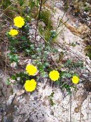 Portulaca hirsutissima