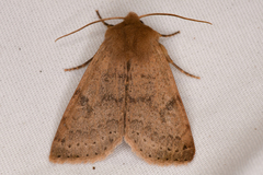 Orthosia arthrolita