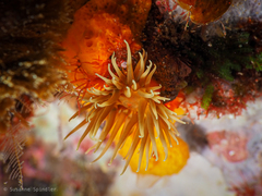 Anemonia sargassensis