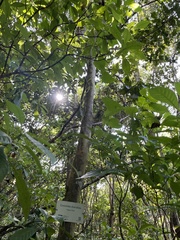 Coccoloba diversifolia
