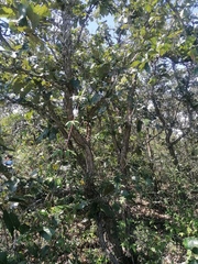 Quercus castanea