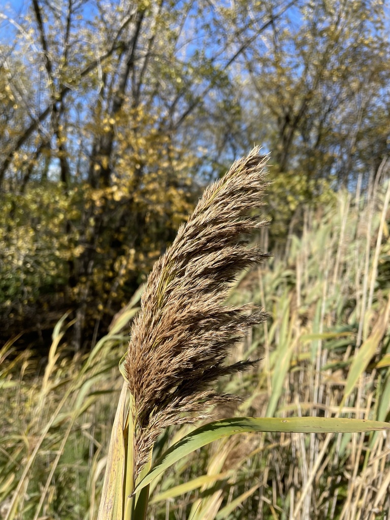 common reed from Parc Michel-Chartrand, Longueuil, QC, CA on November 1 ...