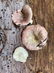 Russula phoenicea
