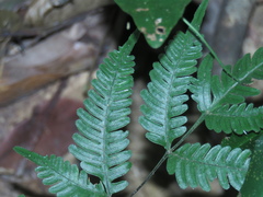 Pteris grevilleana