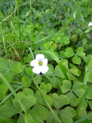 Oxalis
