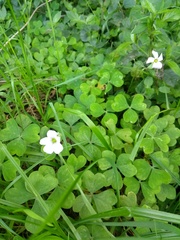 Oxalis