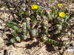 Portulaca hirsutissima