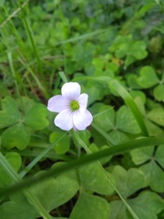 Oxalis